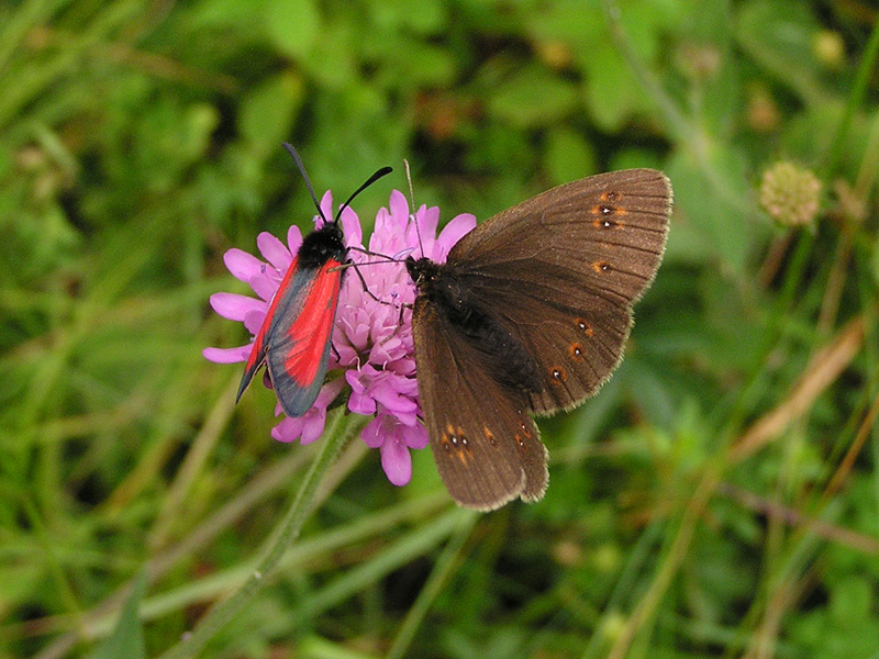 Zygaenidae